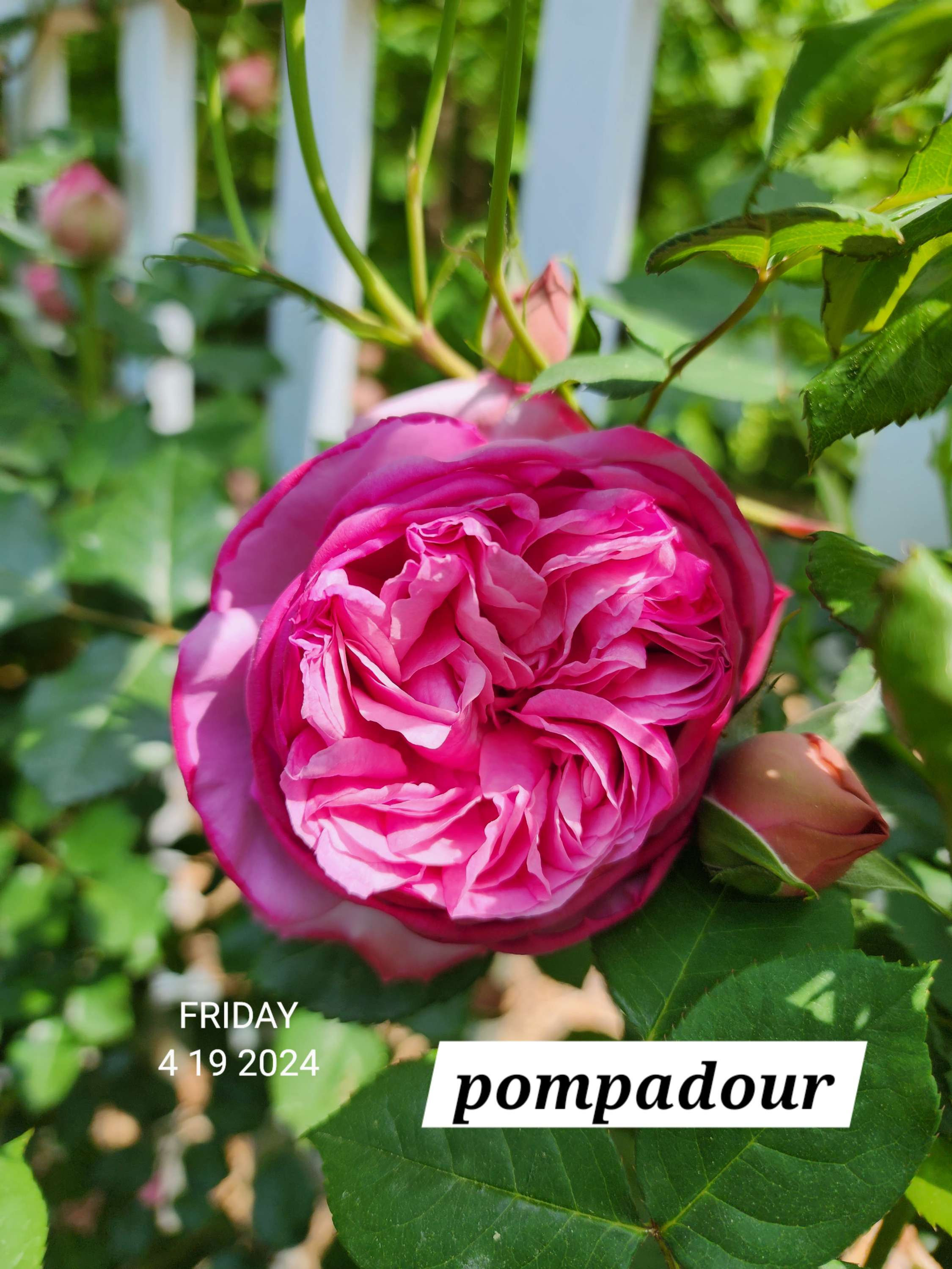 Pompadour
