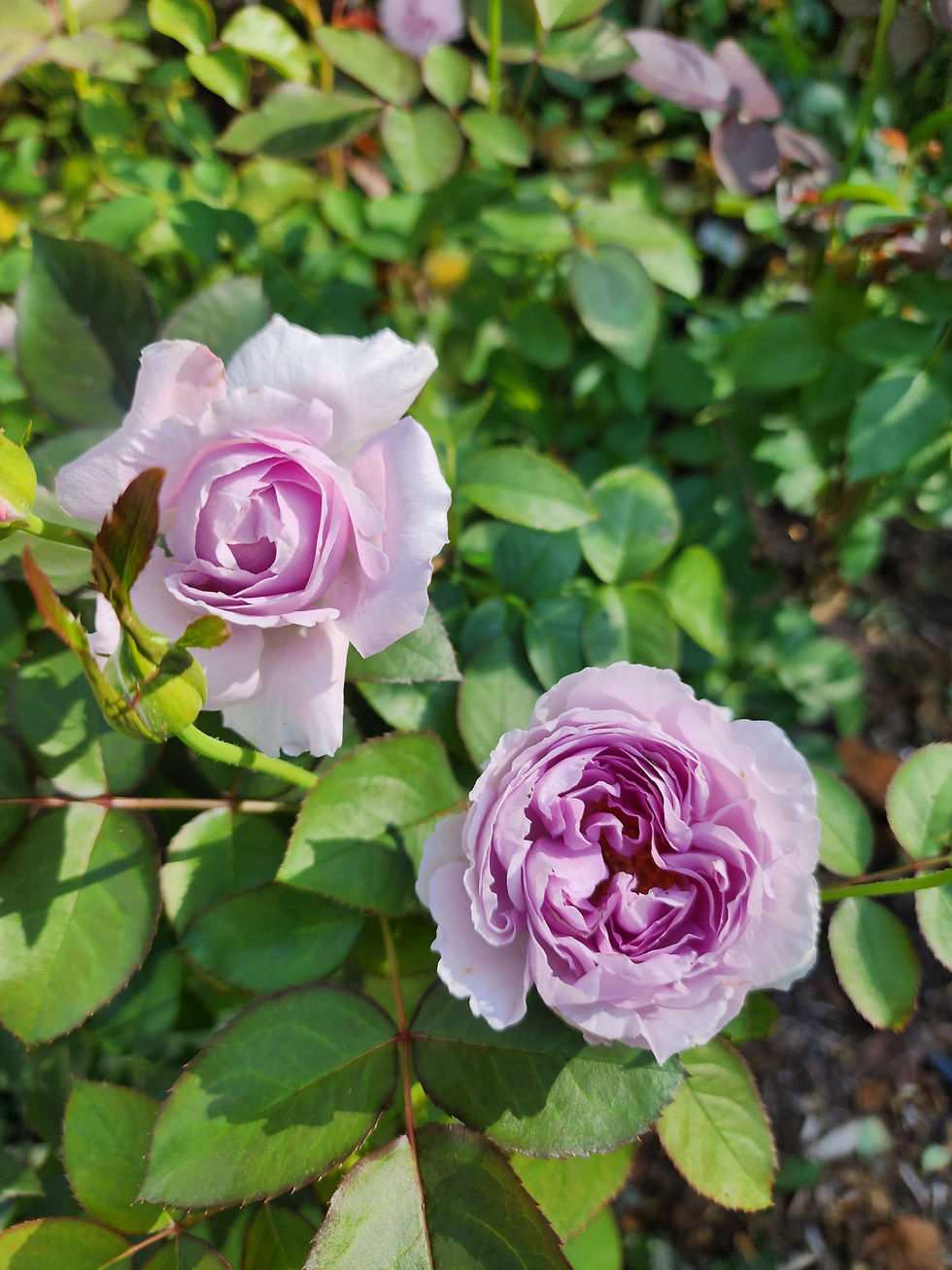Thumbnail: Lilas - Japan