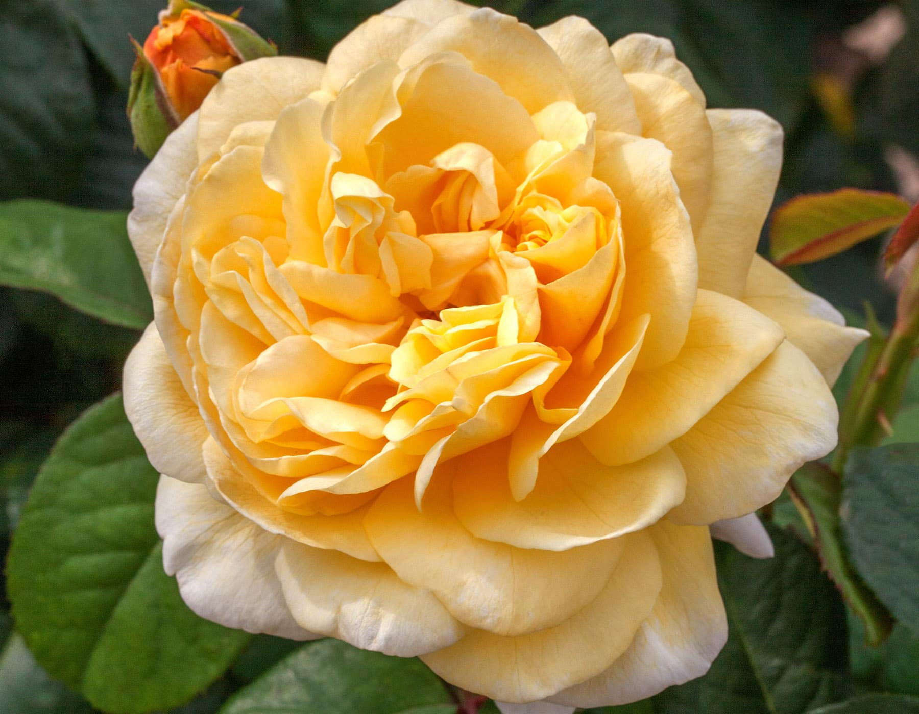 Romantica® Moonlight