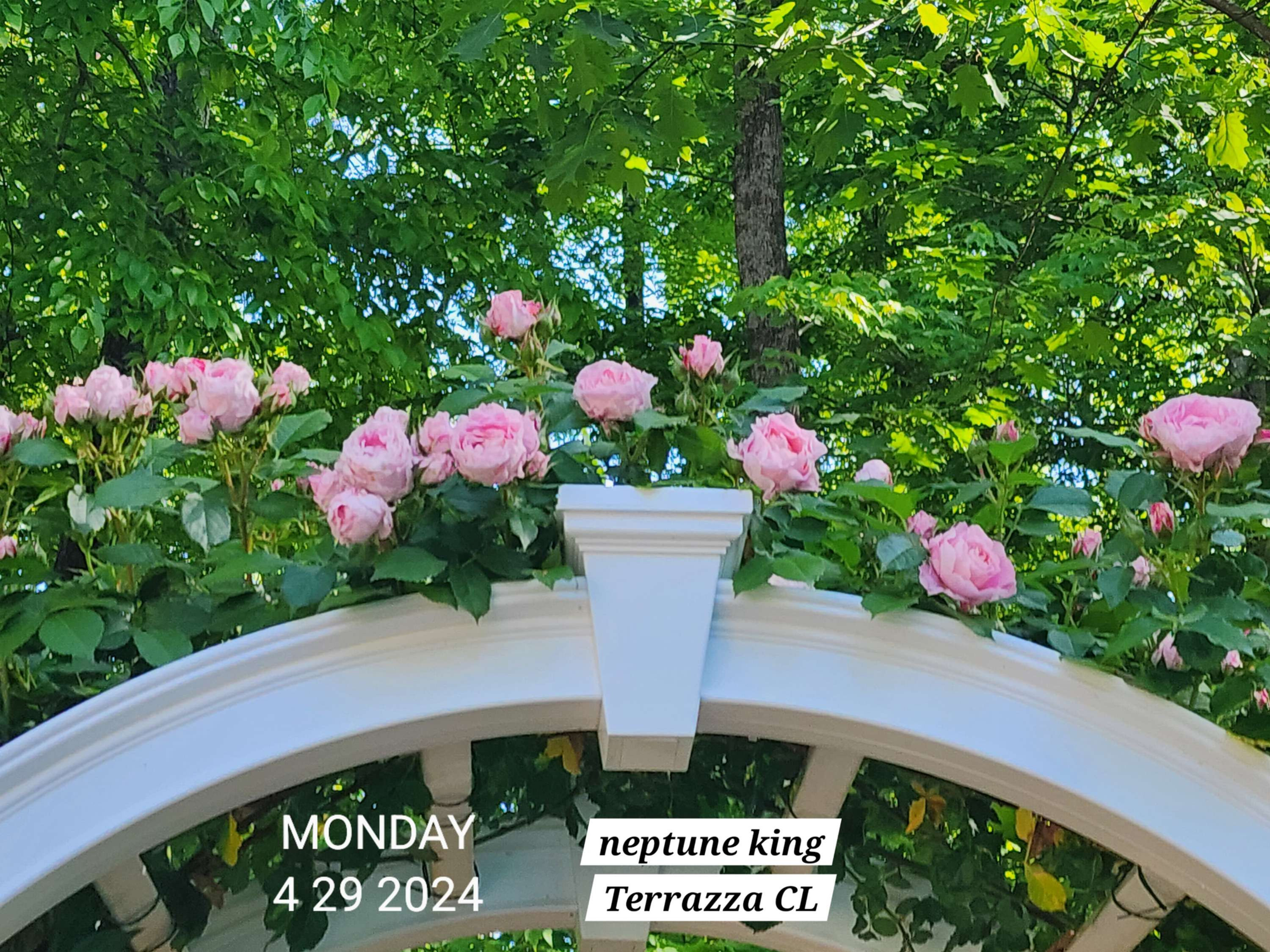 Neptune King Terrazza Climbing Rose