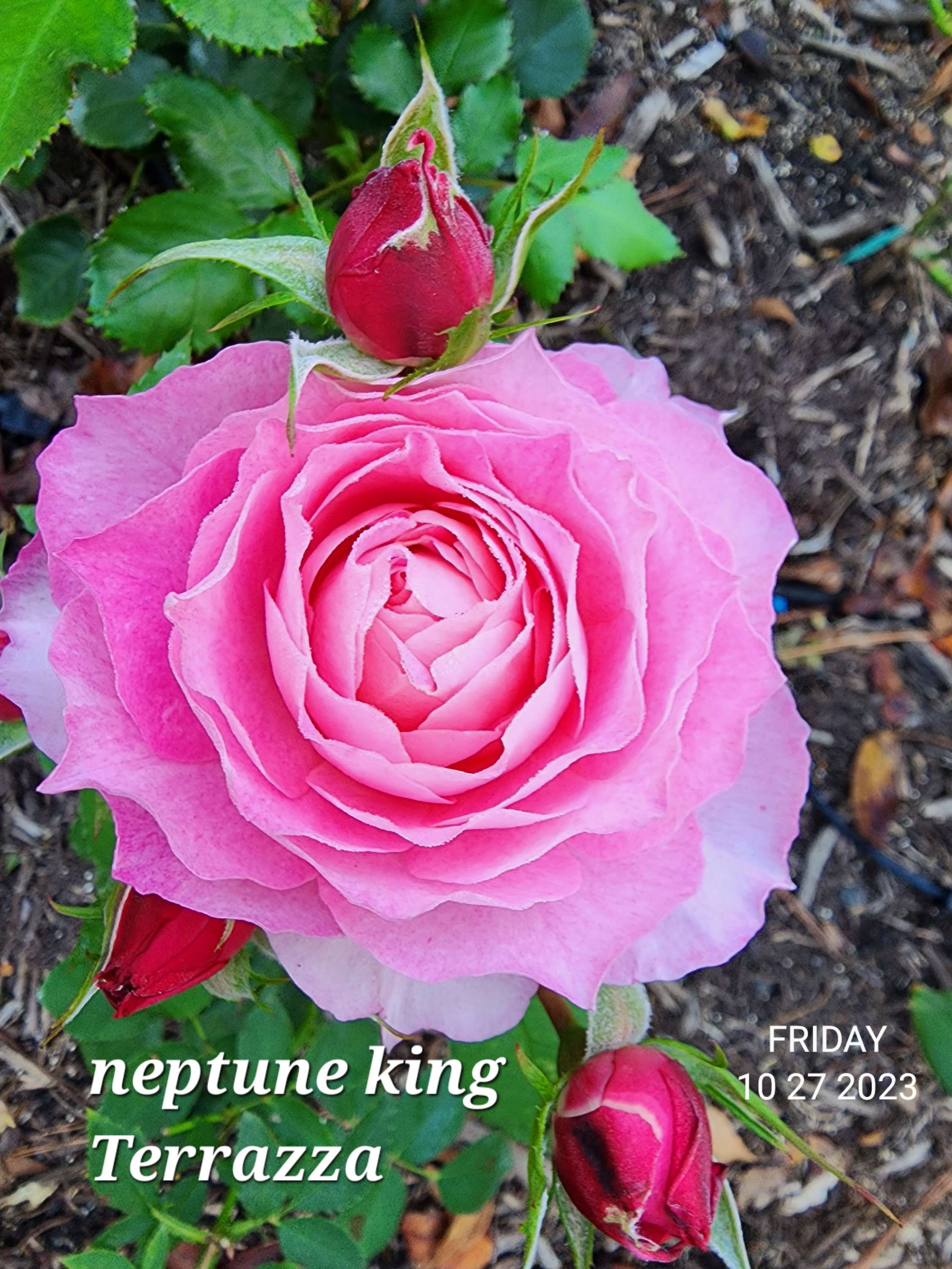 Neptune King Terrazza