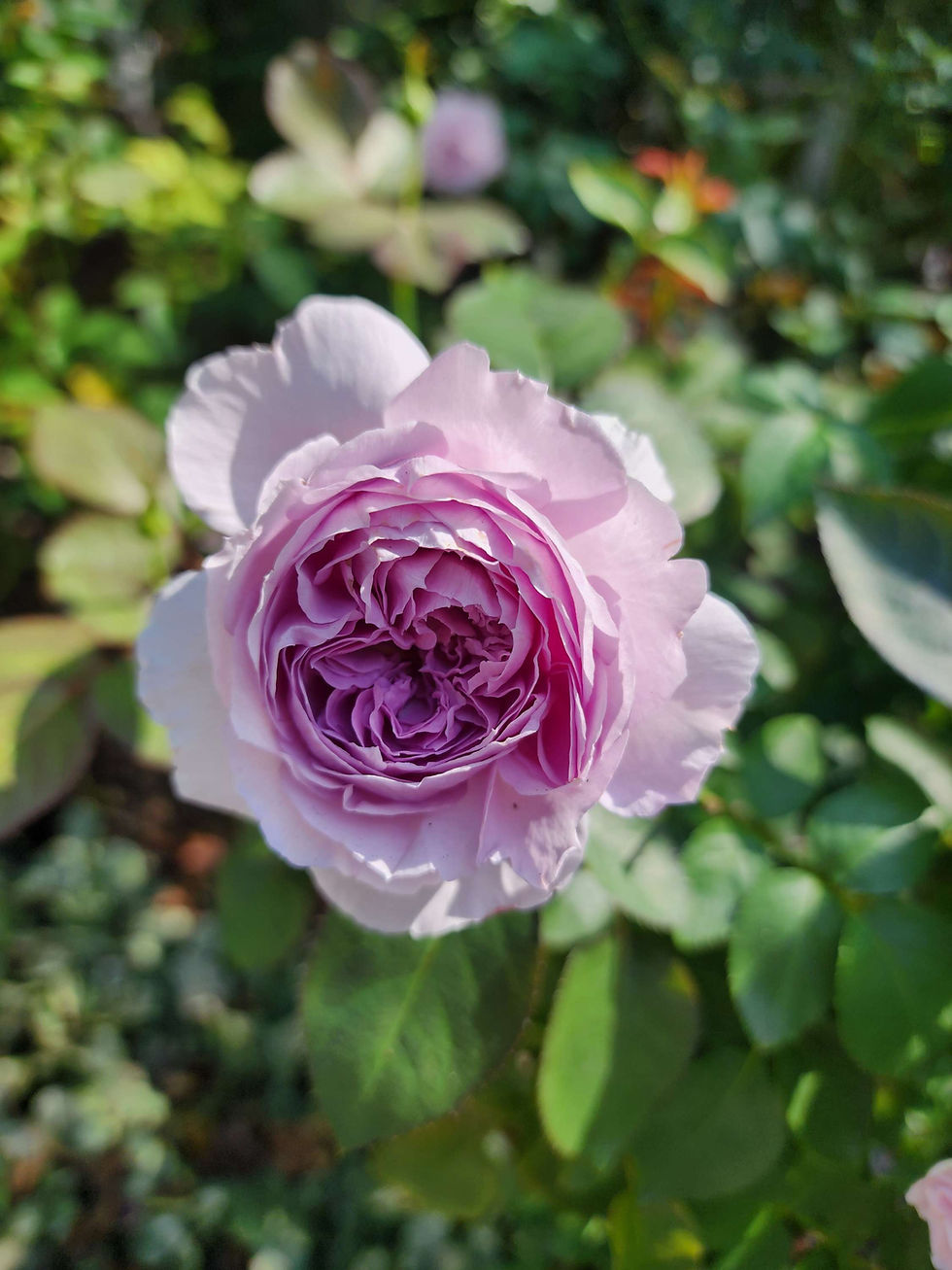 Thumbnail: Lilas - Japan