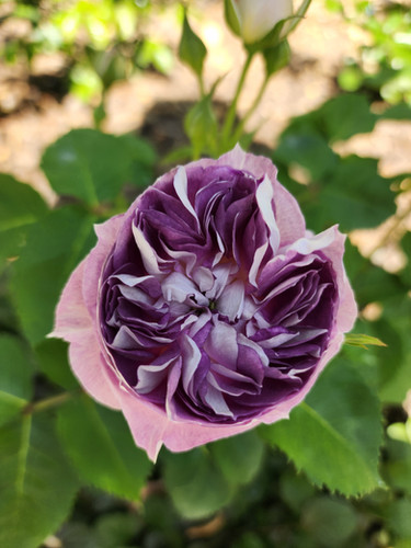 Blue Moon Stone - Japan | My Black Thumb