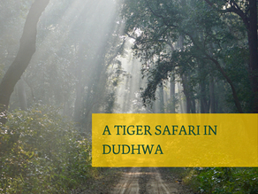 The Most Beautiful Safari of My Life Had No Tiger