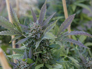 Tangie Strain Profile – Energetic High with a Citrus Twist