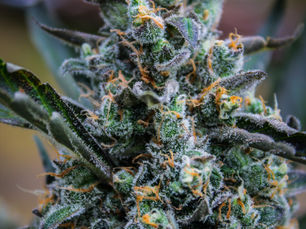 Blue Northern Lights Strain: A Calming and Sweet Escape