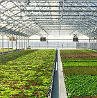 Greenhouse_edited.jpg