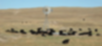 cattle-01.png