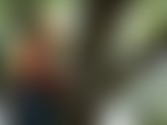 Enhancing Homes with Tailored Residential Tree Care