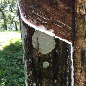 How is Natural Latex Harvested?