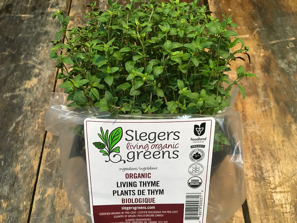 Micro Greens-Thyme (Slegers)