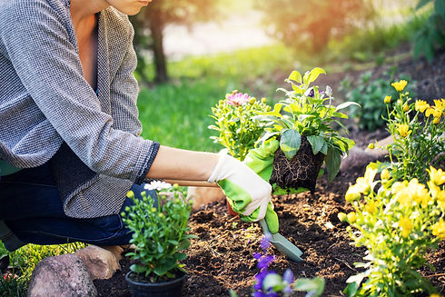 Woman planting in flower bed.jpeg