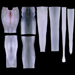 merged-body-TM1006