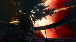 EDEN TREE ANGLE SHOT