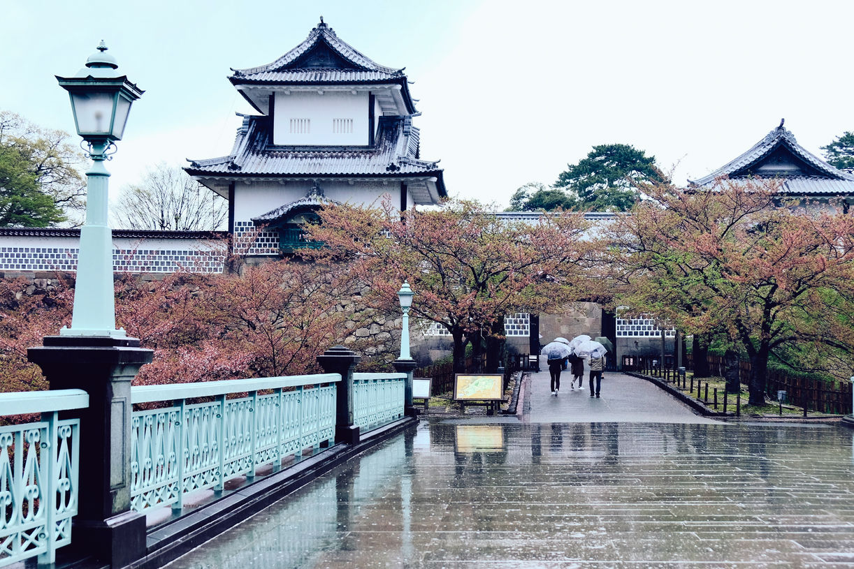 Castle surrounded by cherry blossoms in the rain