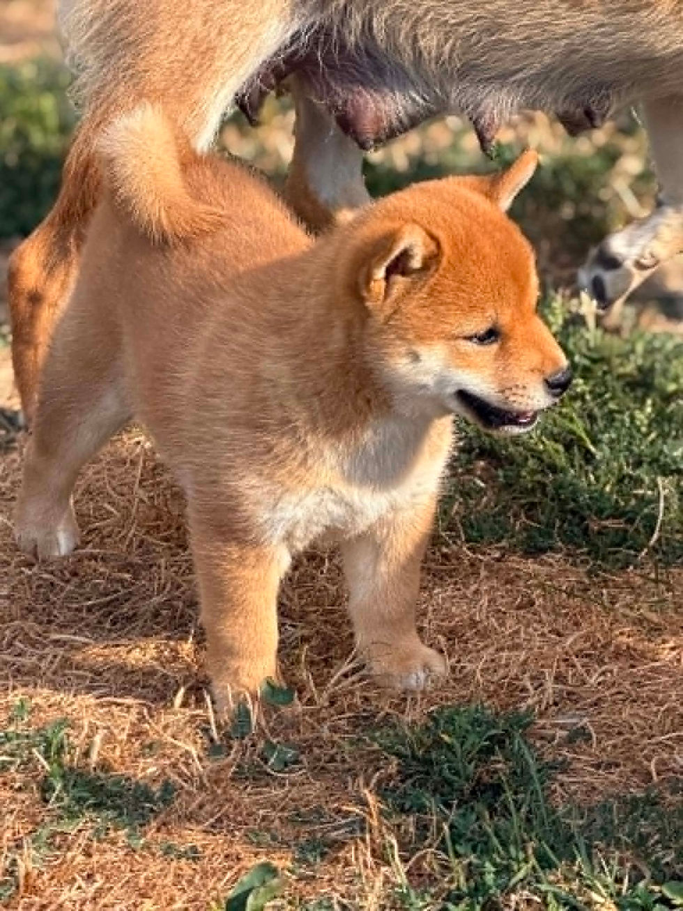 Chiot Shiba femelle