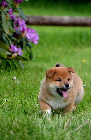 Shiba inu normandie Hoxakam