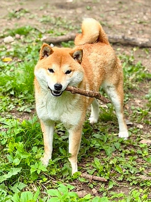 Viva femelle Shiba
