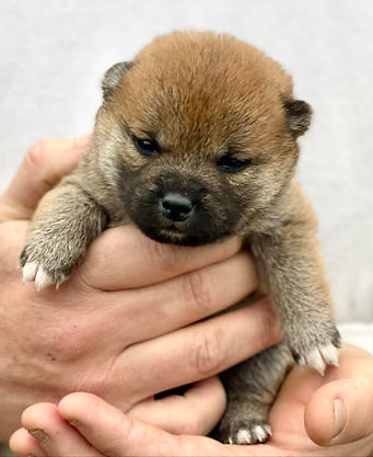 Chiot Shiba France