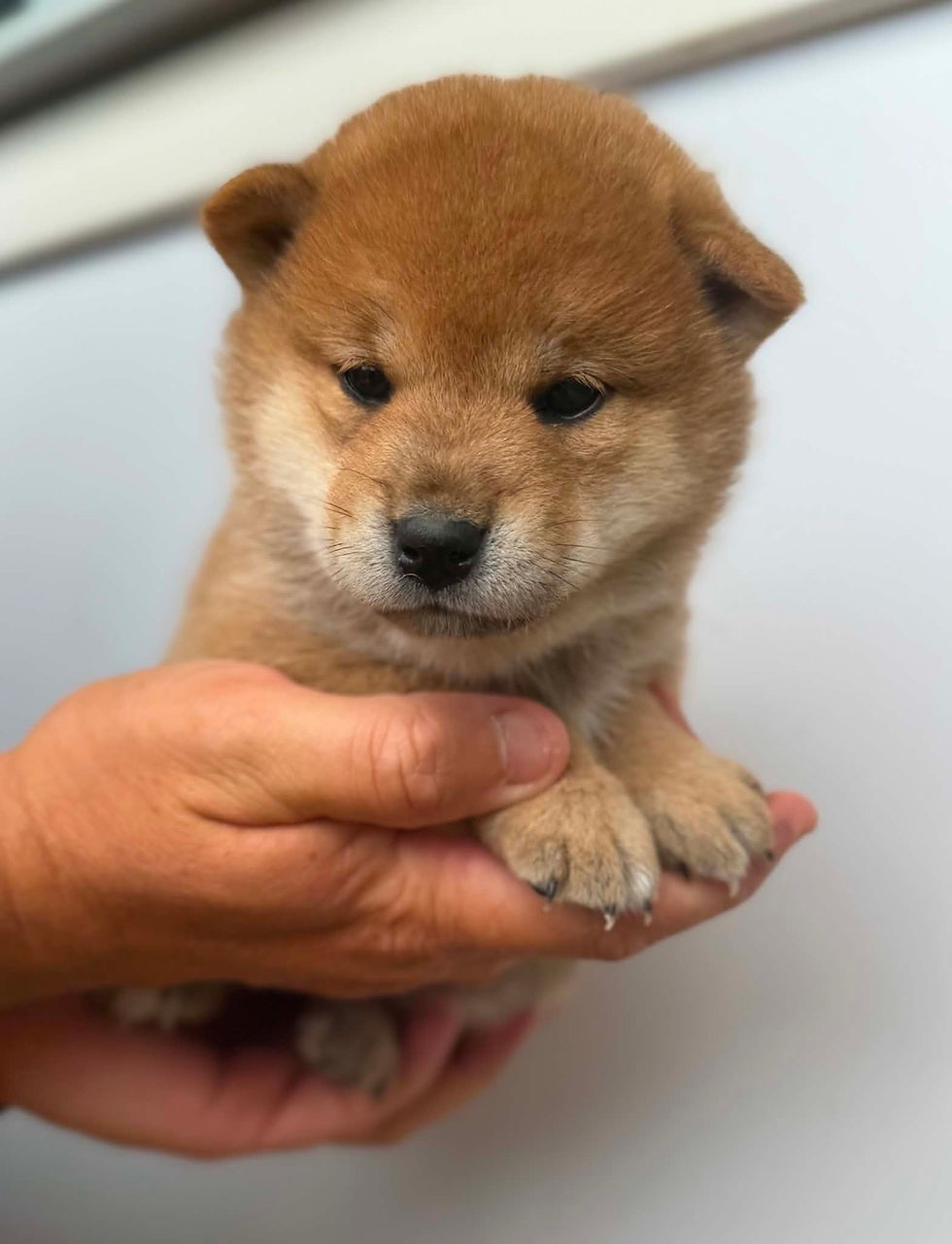 Femelle Shiba Inu