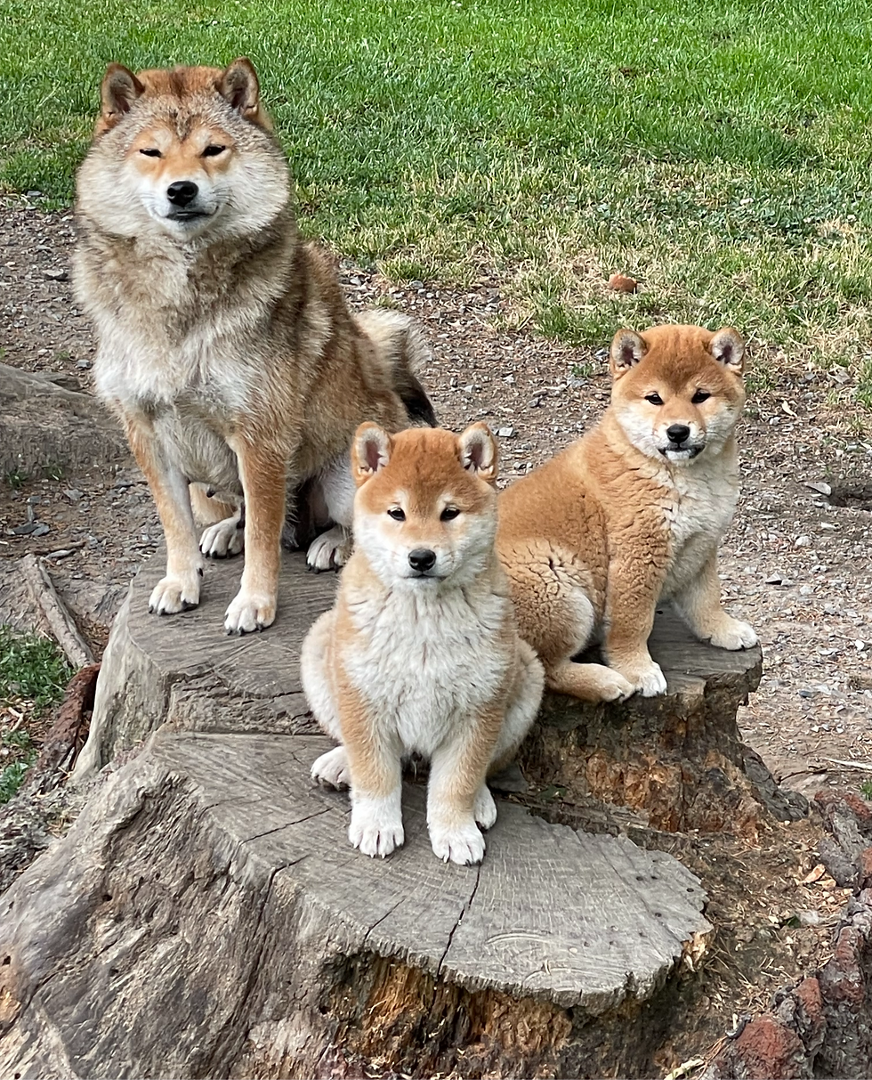 Vue rapprochée d'un Shiba Inu assis dans un jardin verdoyant