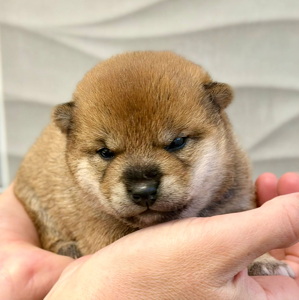Chiot Shiba Inu