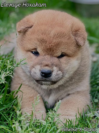 chiot shiba normandie