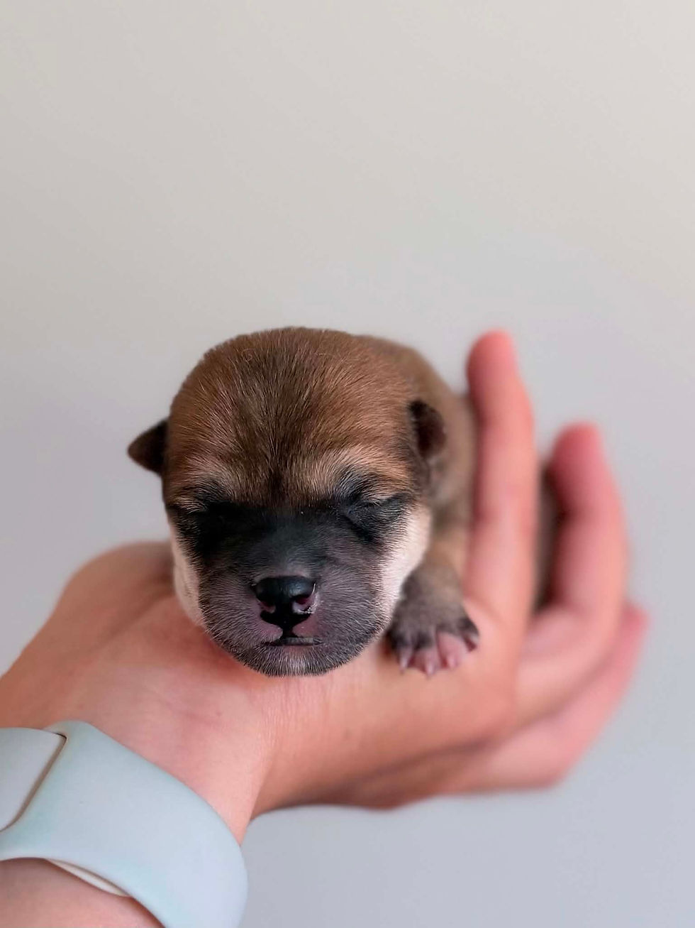 Mâle Shiba roux