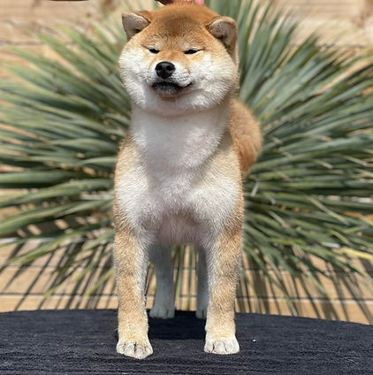 elevage Shiba inu