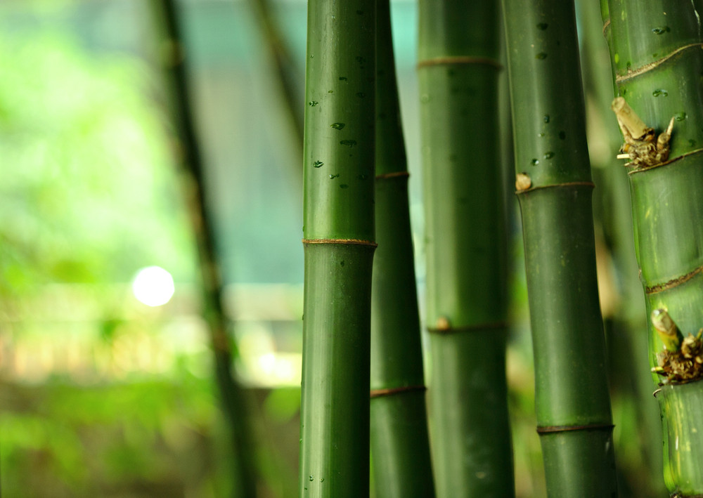 Bamboo serum skincare. How to use bamboo for skin.
