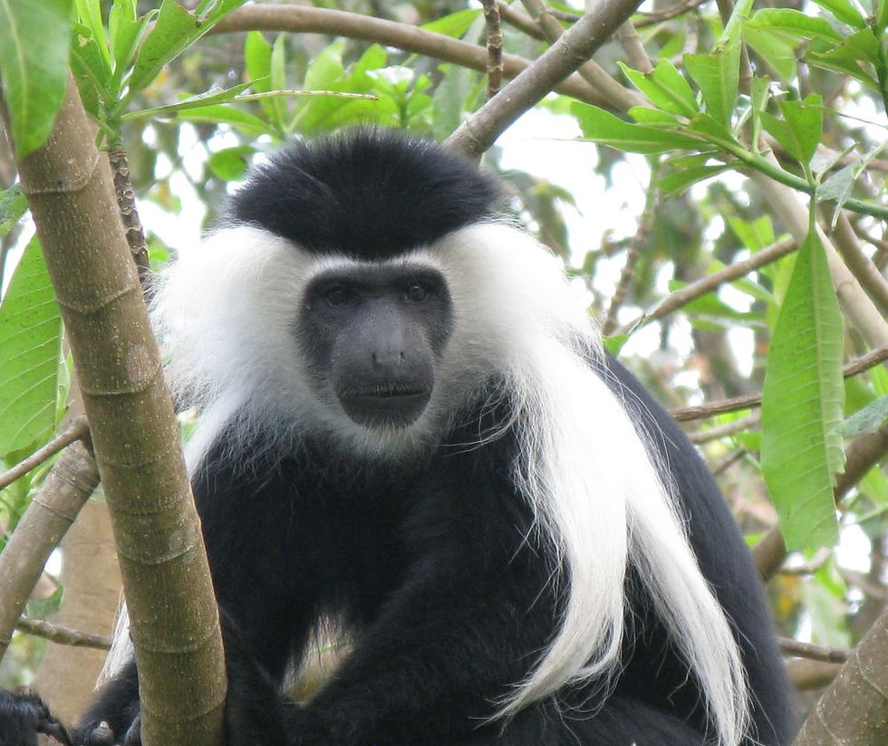 Udzungwa Mountain N. Park.jpg