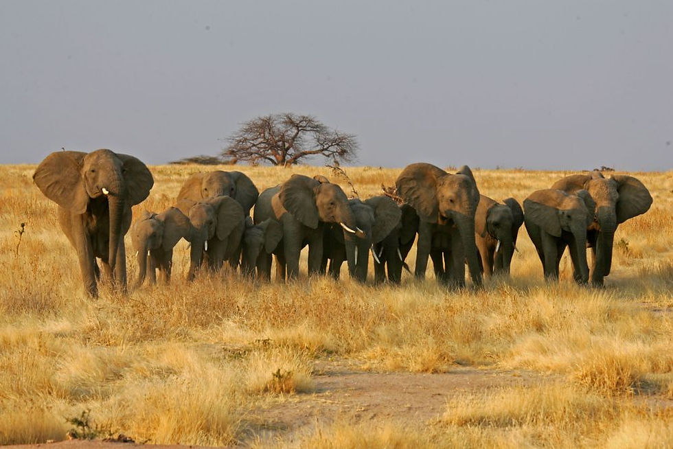 Ruaha National Park.jpg