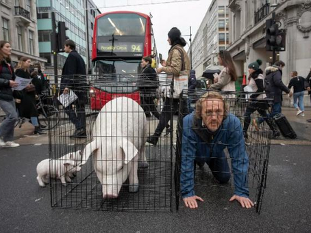 Life Within Factory Farming