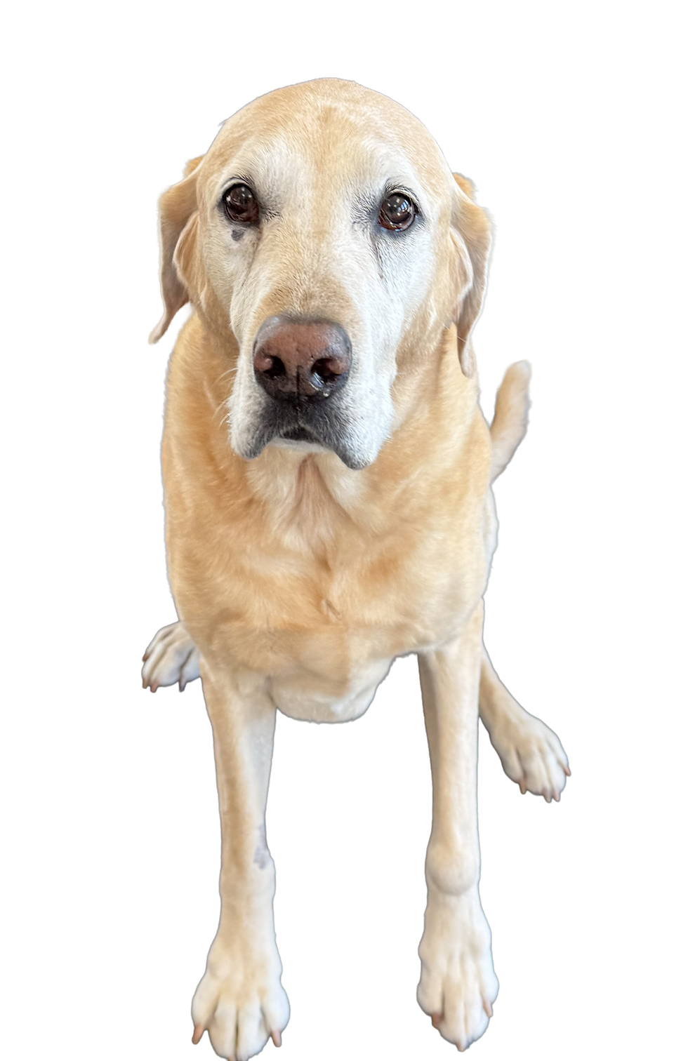 Rigley - 16-12-2025 12-09-41.png