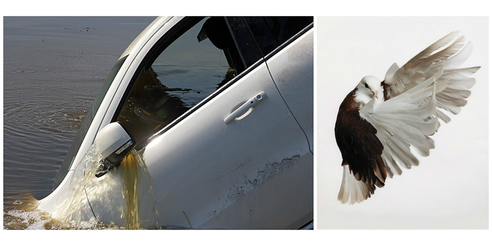 Durango in the Canal, Belle Glade, FL and Pigeon by Roe Ethridge.