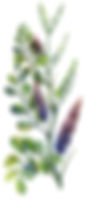 甘草イラスト.jpeg
