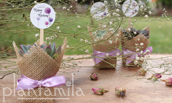 Küçük resim: sukulent