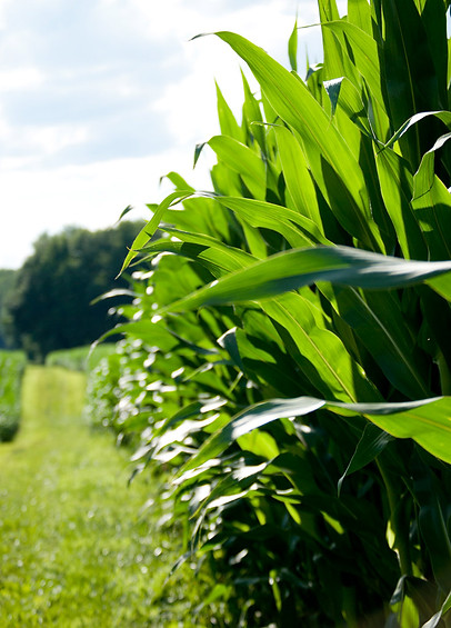 corn_web.jpg