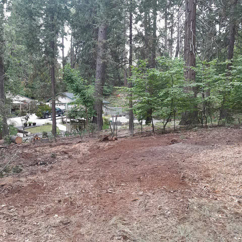 After: Cleared area with clean soil, mulch, and improved visibility around the property.