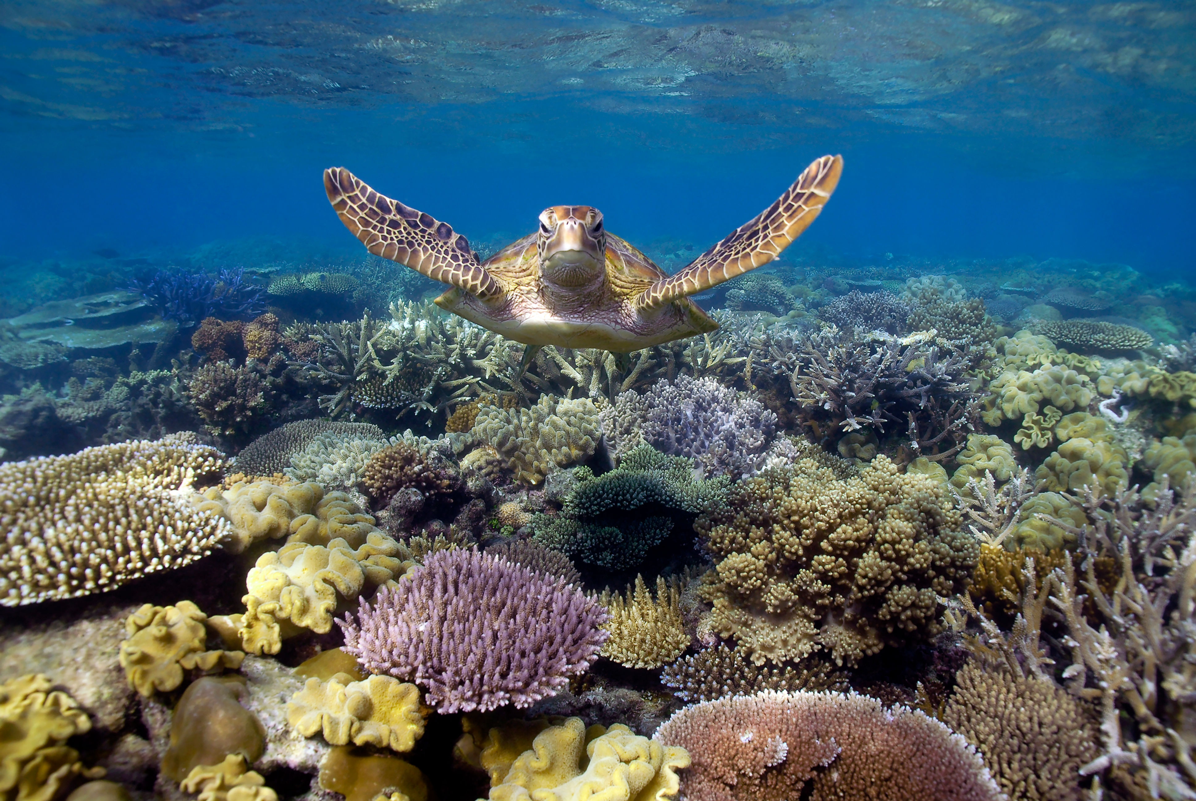 Over the Coral Garden — underwater photography by Troy Mayne