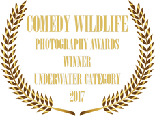 COMEDY WILDLIFE PHOTO AWARD BADGE 2017.png