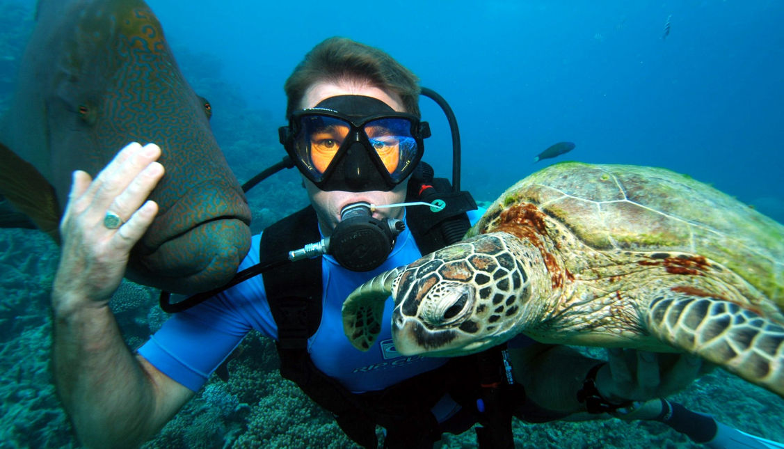 Award winning underwater wide-angle photo of Scuba diver with Wally the Napoleon Maori Wrasse and Green Turtles on the Great Barrier Reef with Troy Mayne from Oceanic Imagery.