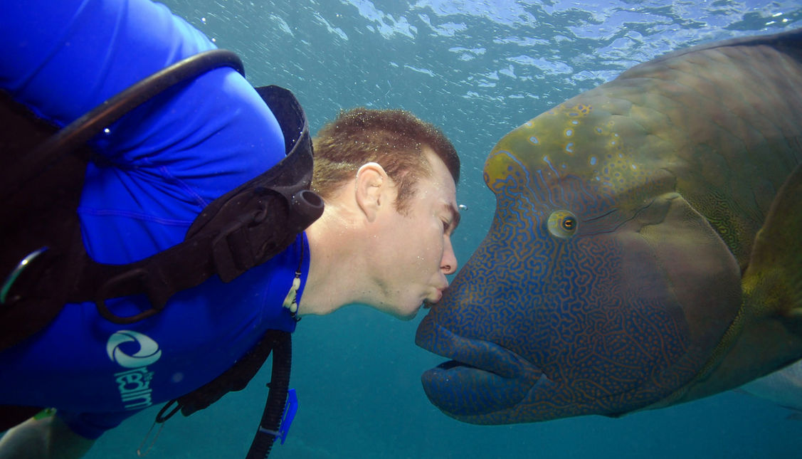 Award winning underwater wide-angle photo of Scuba diver with Wally the Napoleon Maori Wrasse and Green Turtles on the Great Barrier Reef with Troy Mayne from Oceanic Imagery.