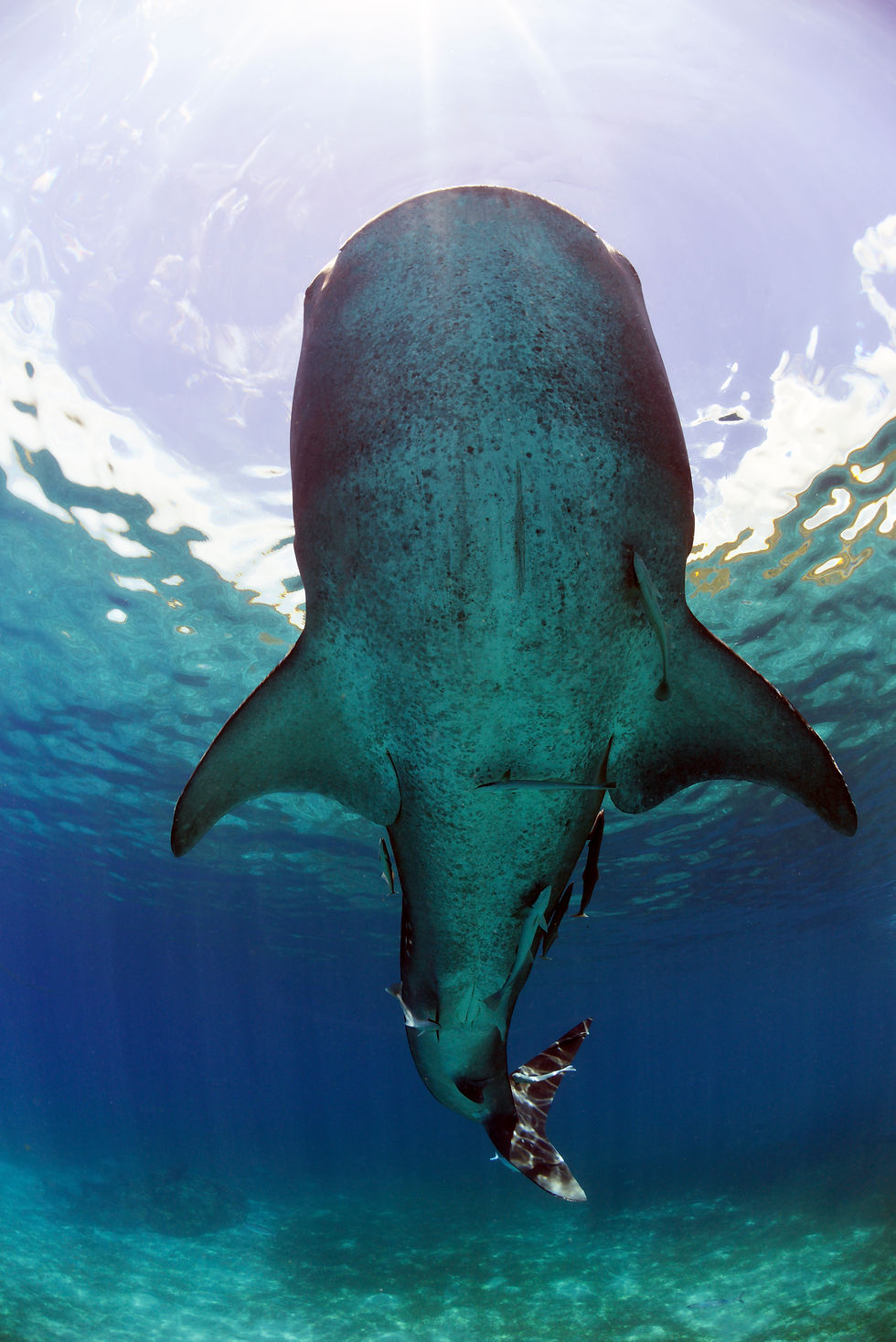 Whale Shark Beneath the Surface — underwater photography by Troy Mayne