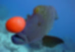Wally the Napoleon wrasse balancing a bright red ball on his nose underwater