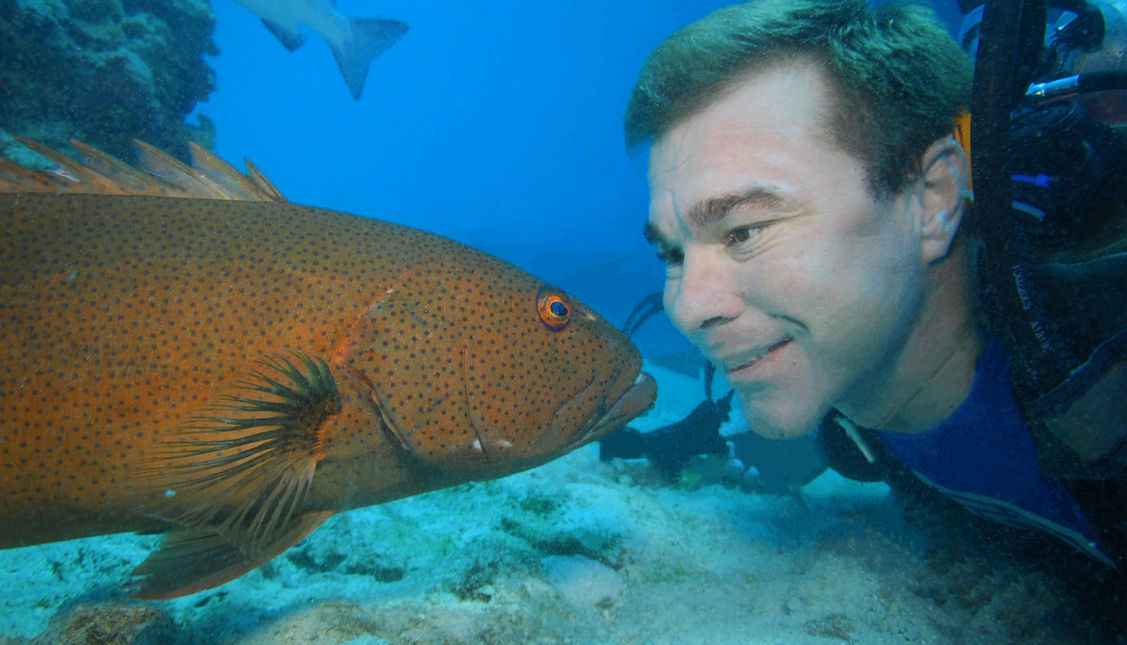 Award winning underwater wide-angle photo of Scuba diver with Wally the Napoleon Maori Wrasse and Green Turtles on the Great Barrier Reef with Troy Mayne from Oceanic Imagery.