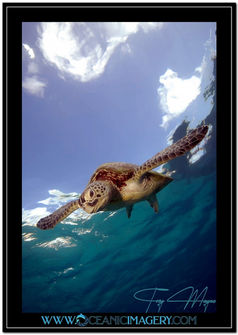 Award winning underwater  photo of a beautiful turtle with a sunburst and the sky visible  whilst swimming in the ocean on a Coral Reef and Island by Troy Mayne from Oceanic Imagery.