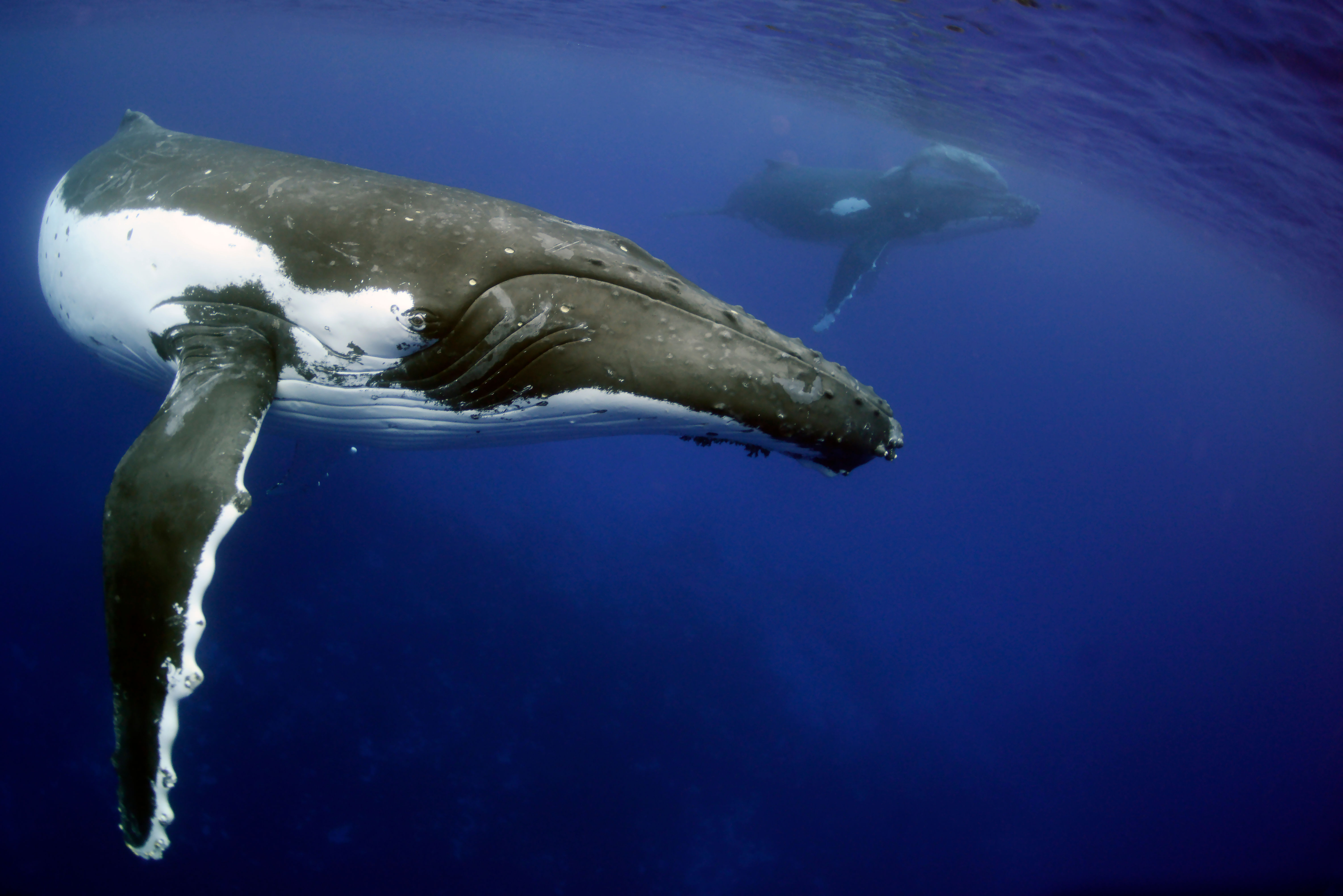 Humpback in Blue — underwater photography by Troy Mayne