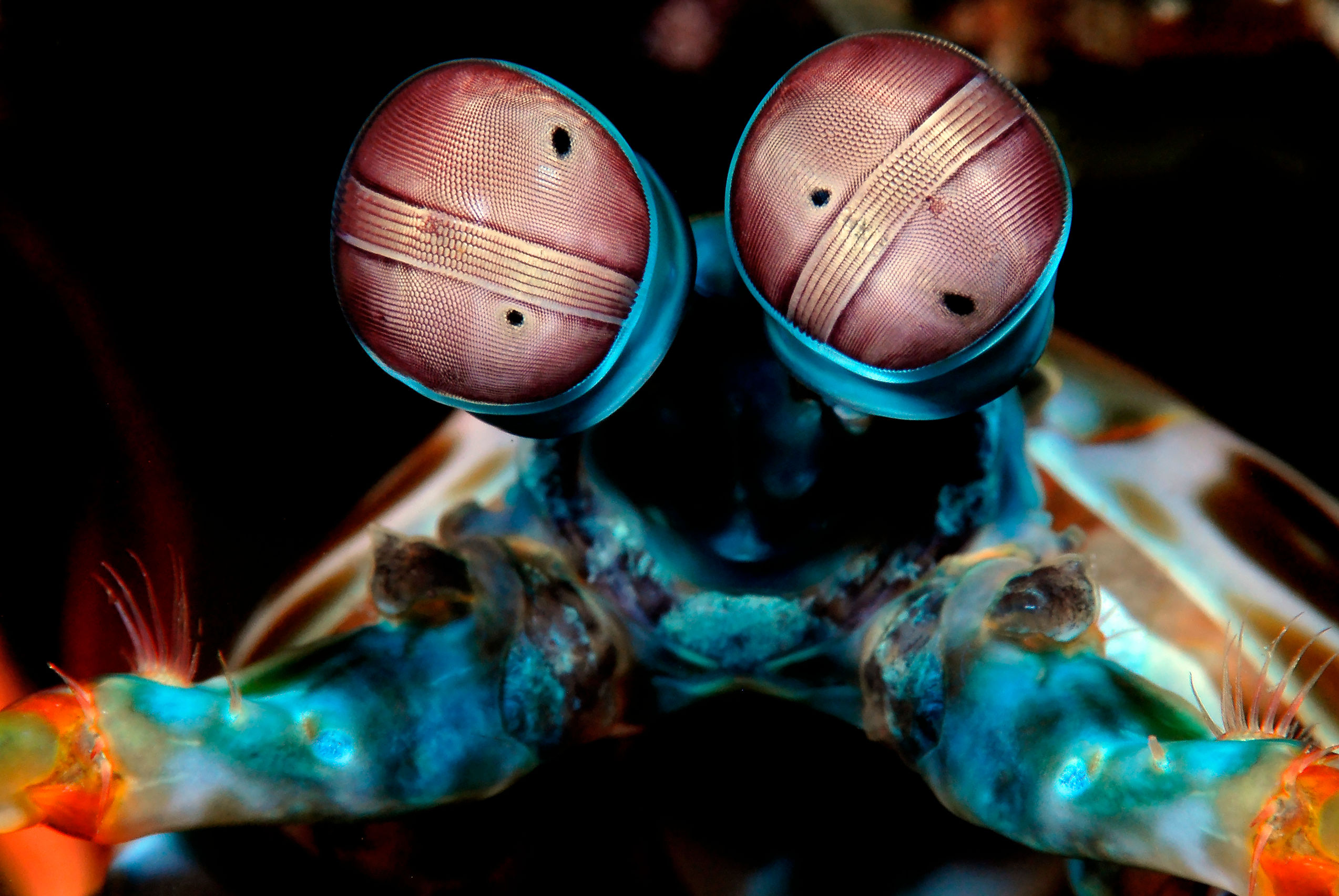 Extraordinary Eyes — underwater photography by Troy Mayne