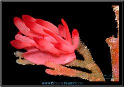 Award winning underwater photo of a Nudibranch, also known as a sea slug under the ocean with lots of marine animals on a beautiful coral reef by photographer Troy Mayne from Oceanic Imagery.